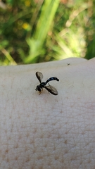 Pelecinobaccha costata