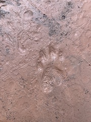 Spilogale gracilis