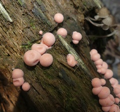 Lycogala epidendrum