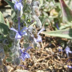 Halictus tripartitus