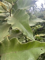 Solanum asperolanatum