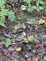 Thamnophis sirtalis pallidulus