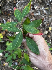 Ditrysinia fruticosa
