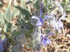 Halictus tripartitus