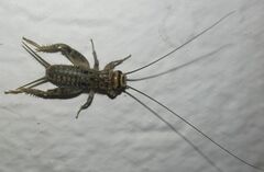 Eumodicogryllus bordigalensis