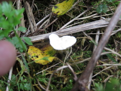 Loweomyces fractipes