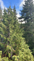 Cupressus nootkatensis