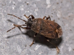 Stygnocoris