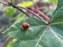 Hesperomyces harmoniae