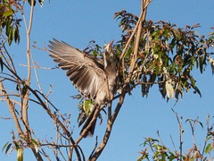 Lophoceros nasutus