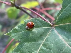 Hesperomyces harmoniae