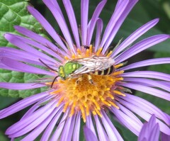 Agapostemon