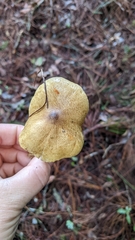 Tricholoma equestre