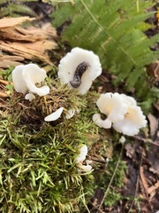 Pholiota squarrosoides