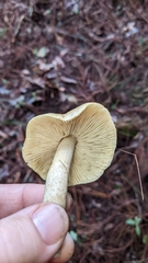 Tricholoma equestre