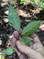 Ditrysinia fruticosa