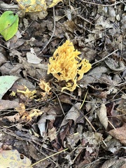 Pholiota squarrosoides