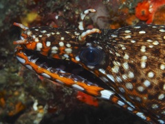 Enchelycore pardalis