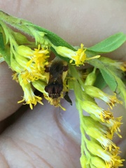 Phymata pennsylvanica