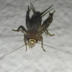 Eumodicogryllus bordigalensis