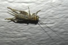 Eumodicogryllus bordigalensis