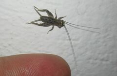 Eumodicogryllus bordigalensis