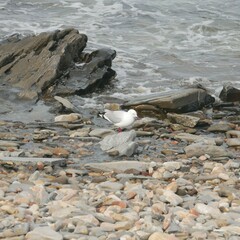 Chroicocephalus novaehollandiae novaehollandiae