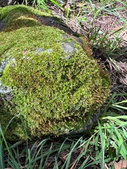 Sematophyllum