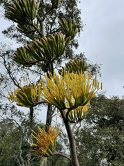 Agave