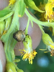 Clastoptera achatina