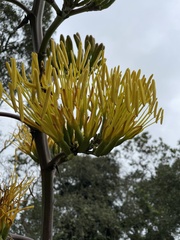 Agave