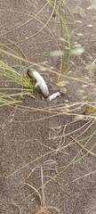 Phallus hadriani
