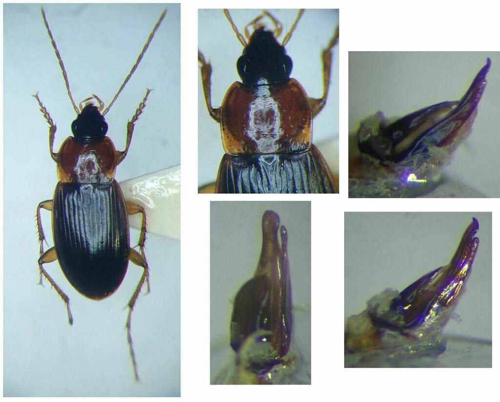 Calathus cinctus