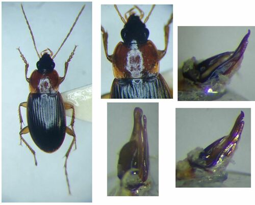 Calathus cinctus