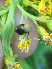 Clastoptera achatina