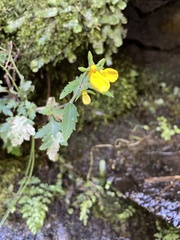 Calceolaria