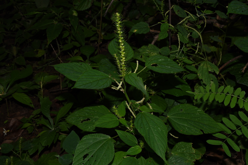 Acalypha carrascoana Cardiel