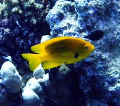 Pomacentrus sulfureus