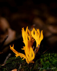 Calocera