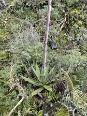 Agave