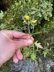 Calceolaria