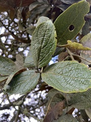 Ocotea pedicellata