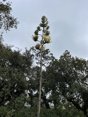 Agave