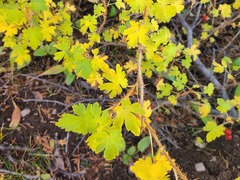 Ribes montigenum