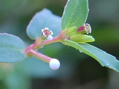 Euphorbia vermiculata