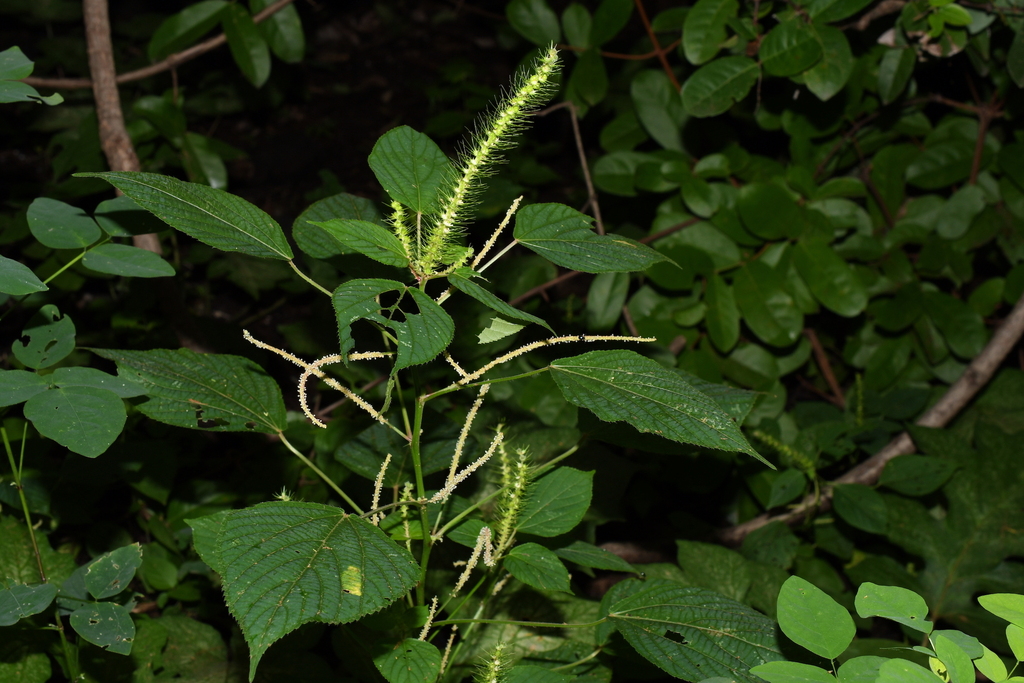 Acalypha carrascoana Cardiel 2