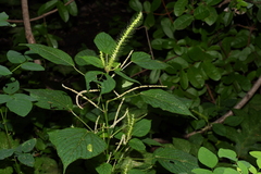 Acalypha carrascoana
