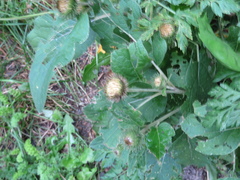 Arctium tomentosum