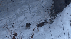 Perisoreus infaustus