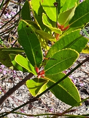 Laurophyllus capensis